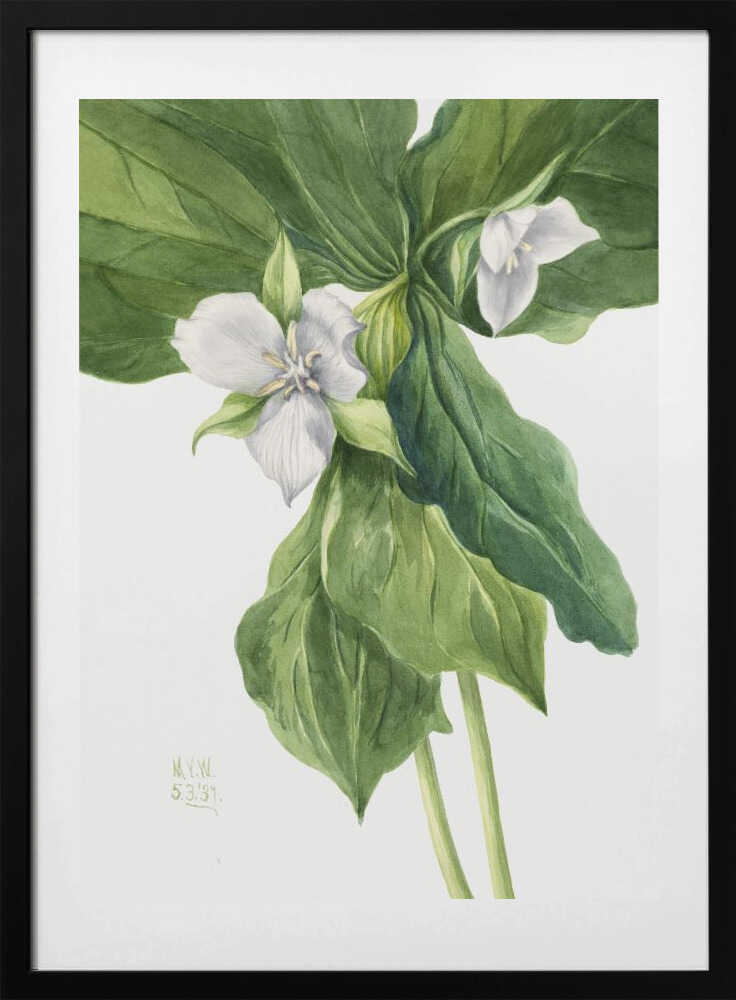 Wake Robin (1939) - Art Print by Mary Vaux Walcott