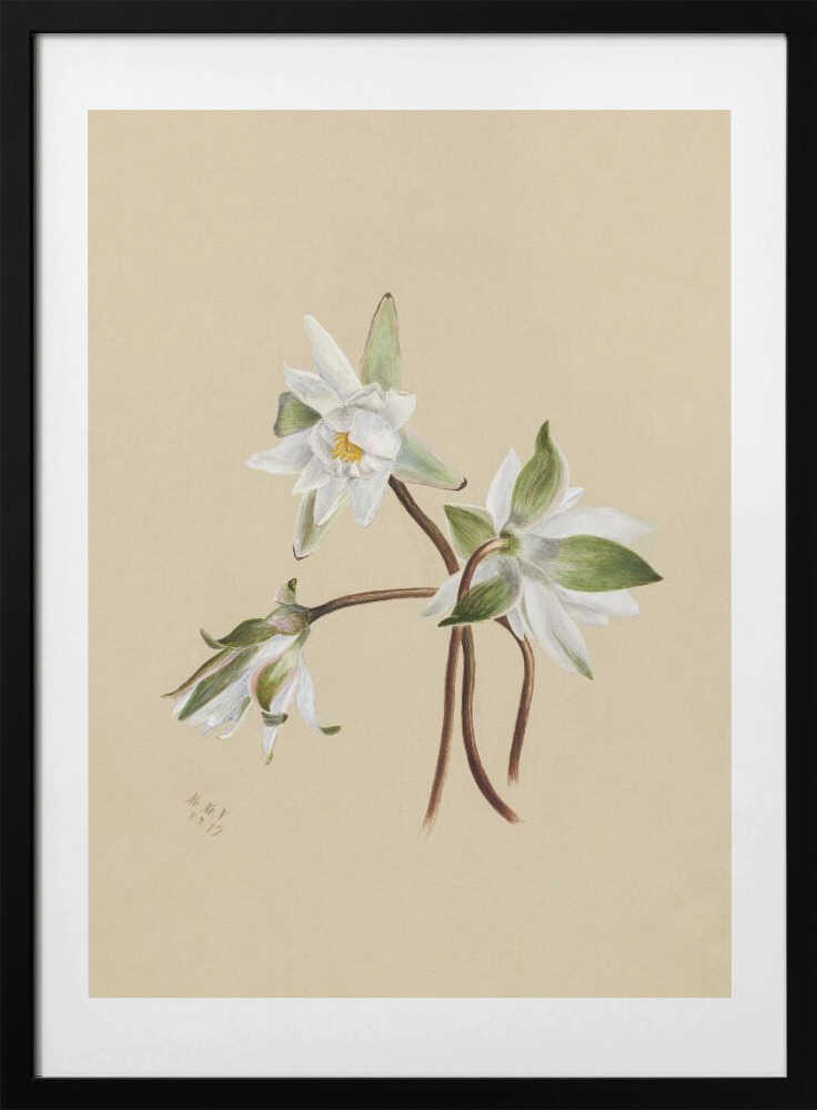 Water Lilies (1879) - Art Print by Mary Vaux Walcott