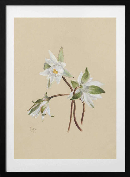 Water Lilies (1879) - Art Print by Mary Vaux Walcott