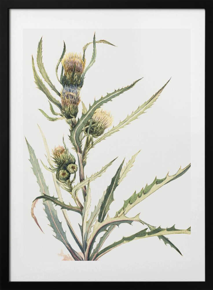 White Thistle - Art Print by Mary Vaux Walcott