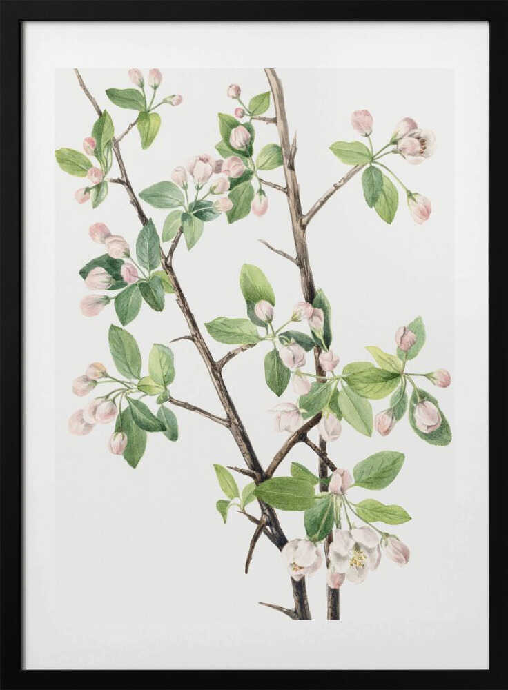 Wild Sweet Crab (1920) - Art Print by Mary Vaux Walcott