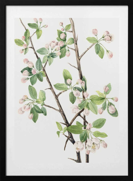 Wild Sweet Crab (1920) - Art Print by Mary Vaux Walcott