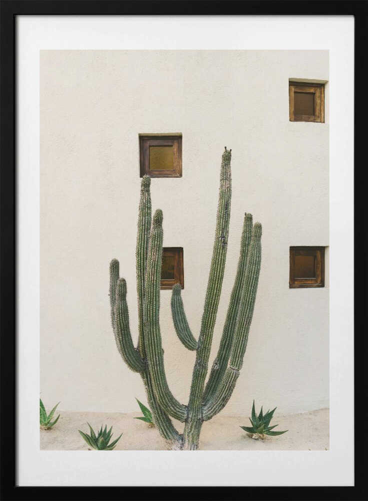 Cabo Cactus IX - Art Print by Bethany Young
