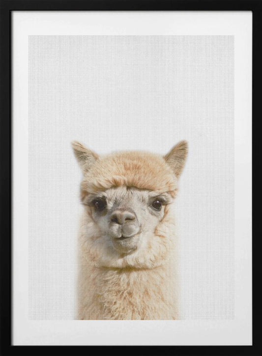 Peekaboo Alpaca - Art Print by Lola Peacock