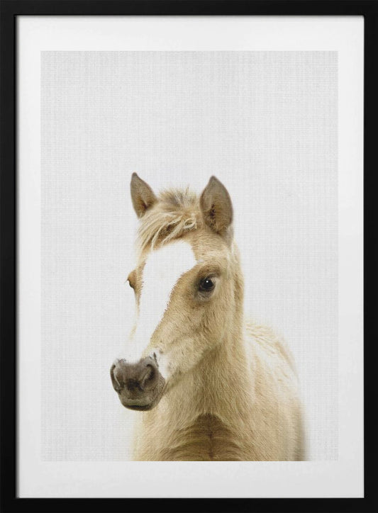 Peekaboo Foal - Art Print by Lola Peacock