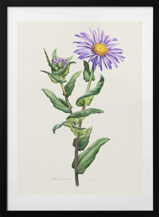 Aster Pyrenaeus - Art Print by Juan Hernaz
