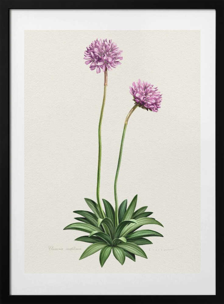 Armeria Cantabrica - Art Print by Juan Hernaz