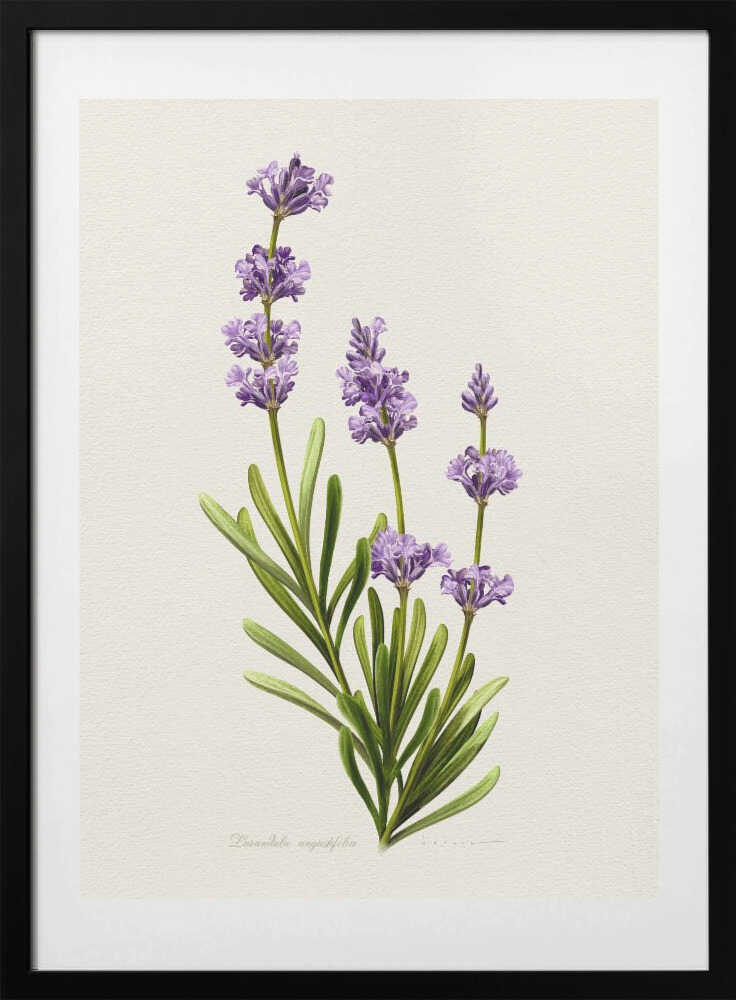 Lavandula Angustifolia - Art Print by Juan Hernaz