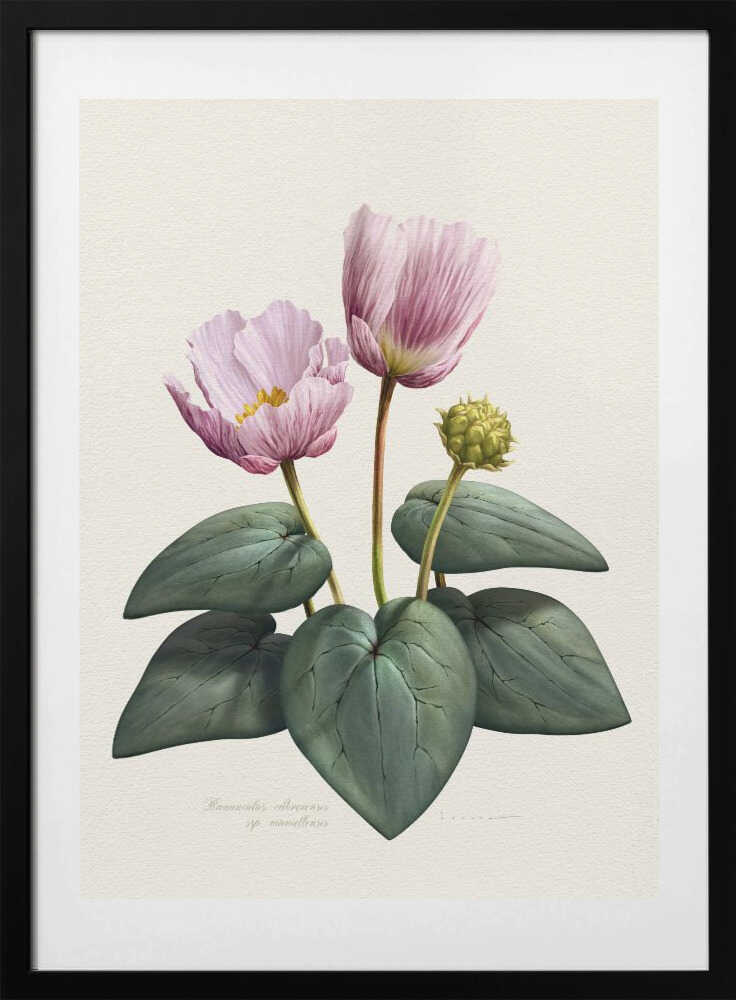 Ranunculus Cabrerensis - Art Print by Juan Hernaz