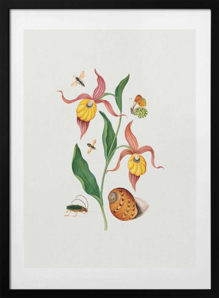 Lady's slipper orchid - Art Print by James Bolton