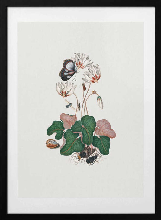 Cyclamen - Art Print by James Bolton