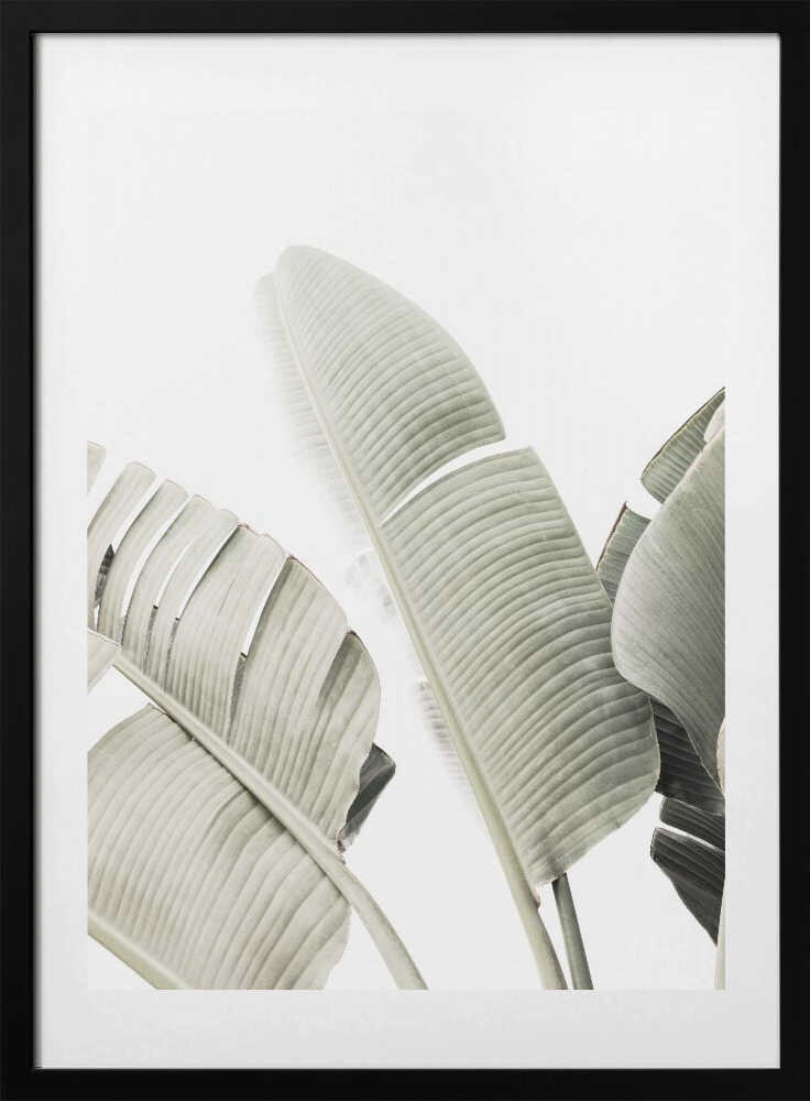 Banana leaf 1 - Art Print by Kathrin Pienaar