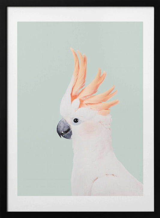Cockatoo on Mint - Art Print by Kathrin Pienaar