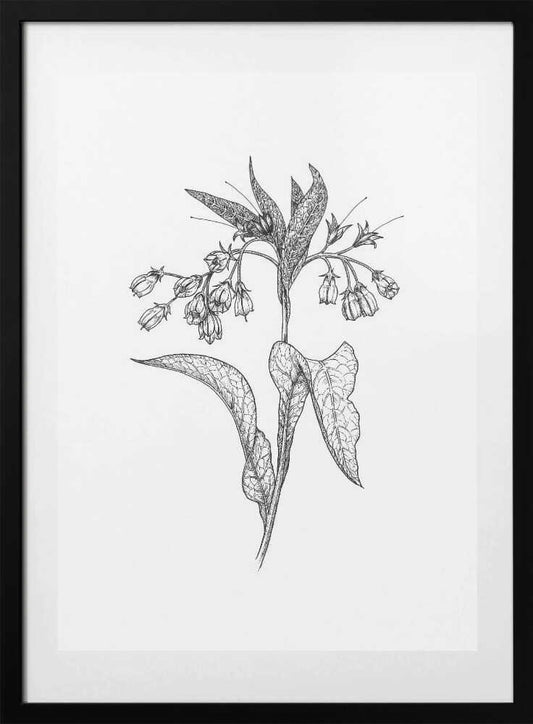 Comfrey - Art Print by Petra Holíková