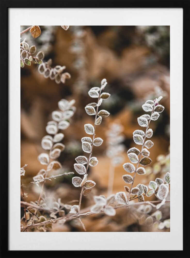 A Winter Morning 2 - Art Print by Mareike Böhmer