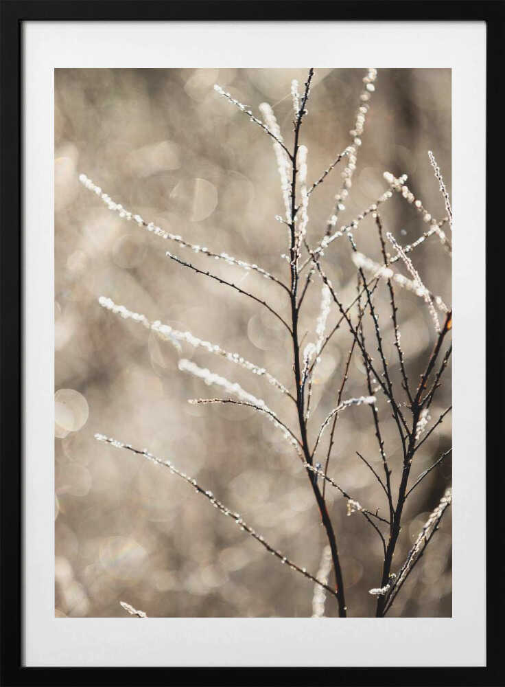 A Winter Morning 5 - Art Print by Mareike Böhmer