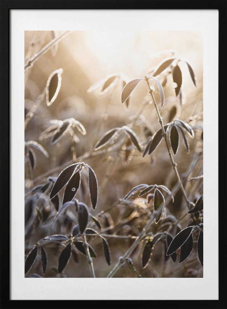 A Winter Morning 6 - Art Print by Mareike Böhmer