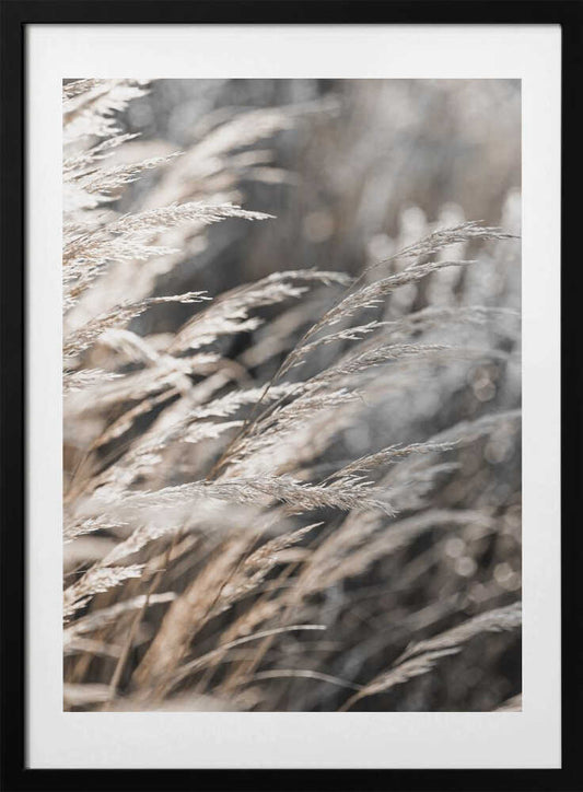 Grass 28 - Art Print by Mareike Böhmer