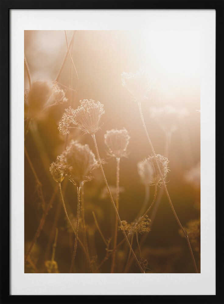 Golden Hour 1 - Art Print by Mareike Böhmer