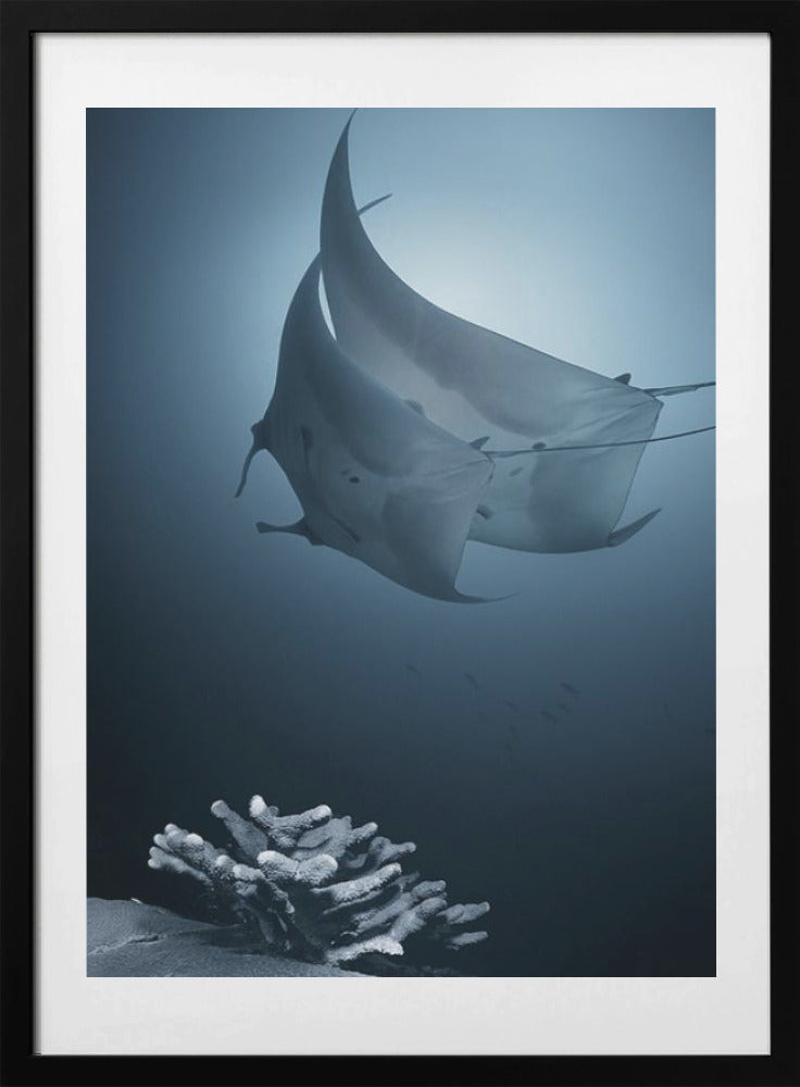 Sonata - Art Print by Andrey Narchuk