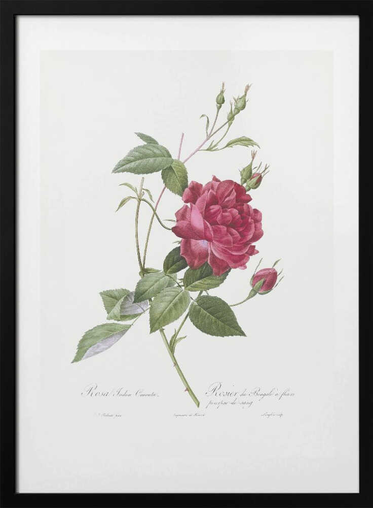 Blood Red Bengal Rose, Les Roses (1817–1824) - Art Print by Pierre-Joseph Redoute