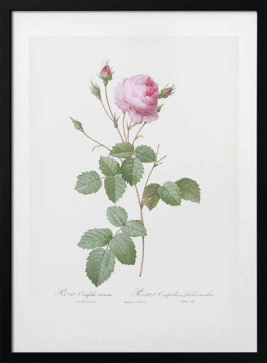 Crenate Leaved Cabbage Rose, Les Roses (1817–1824) - Art Print by Pierre-Joseph Redoute