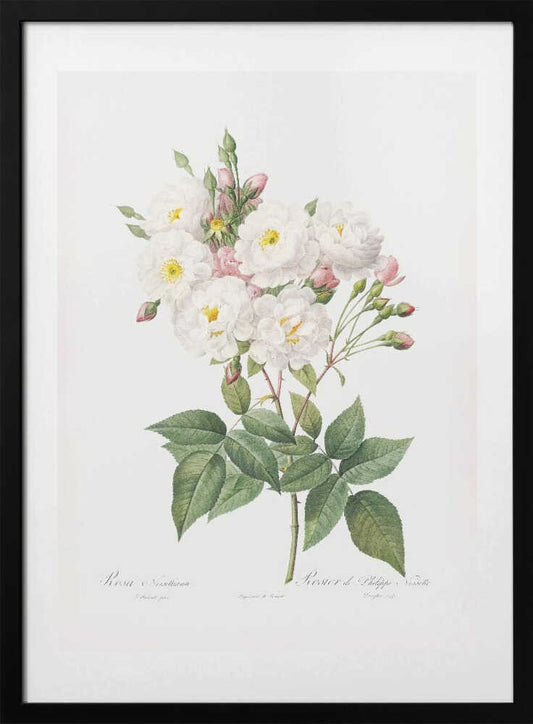 Rosa × Noisettiana, Les Roses (1817–1824) - Art Print by Pierre-Joseph Redoute