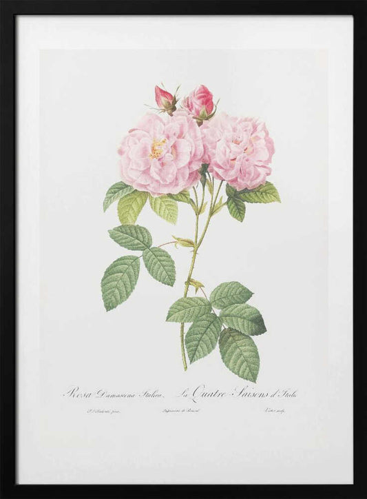 Rosa Bifera Officinalis, Les Roses (1817–1824) - Art Print by Pierre-Joseph Redoute