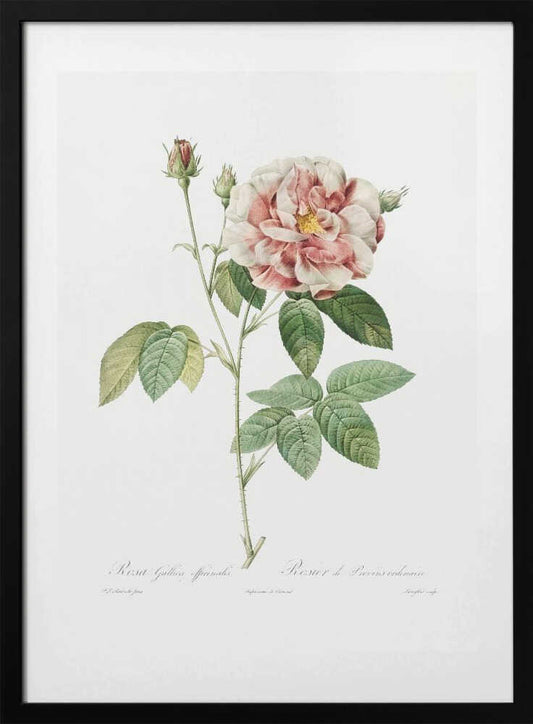 Rosa Gallica (1817–1824), Les Rose - Art Print by Pierre-Joseph Redoute