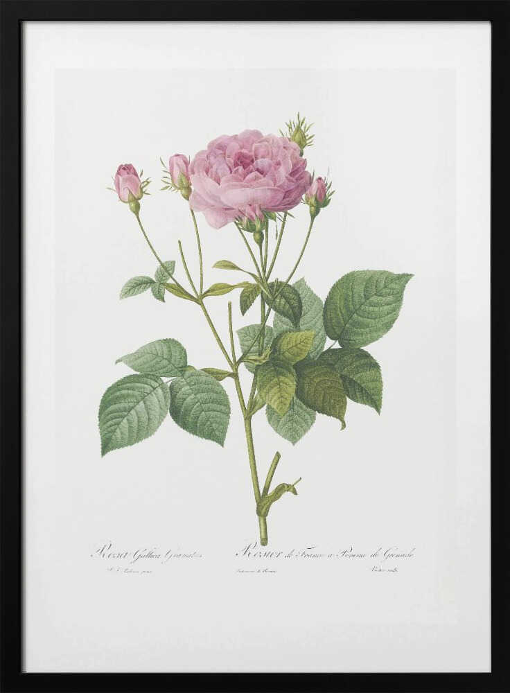Rosa Gallica Granules, Les Roses (1817–1824) - Art Print by Pierre-Joseph Redoute