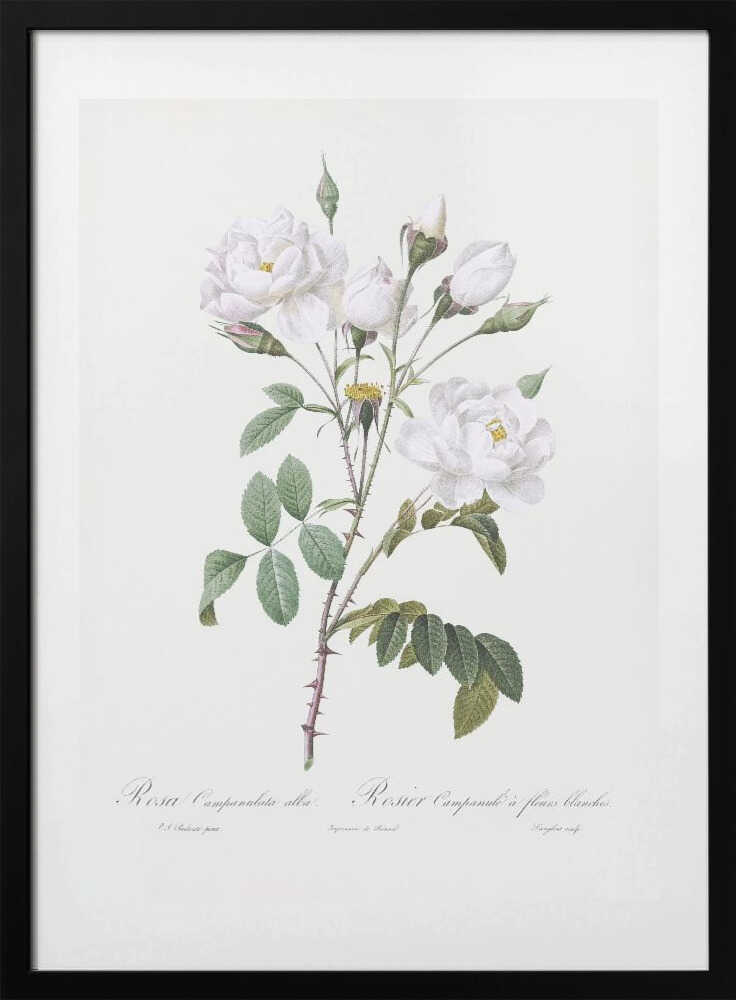 Rosa Gallica Pontiana, Les Roses (1817–1824) - Art Print by Pierre-Joseph Redoute