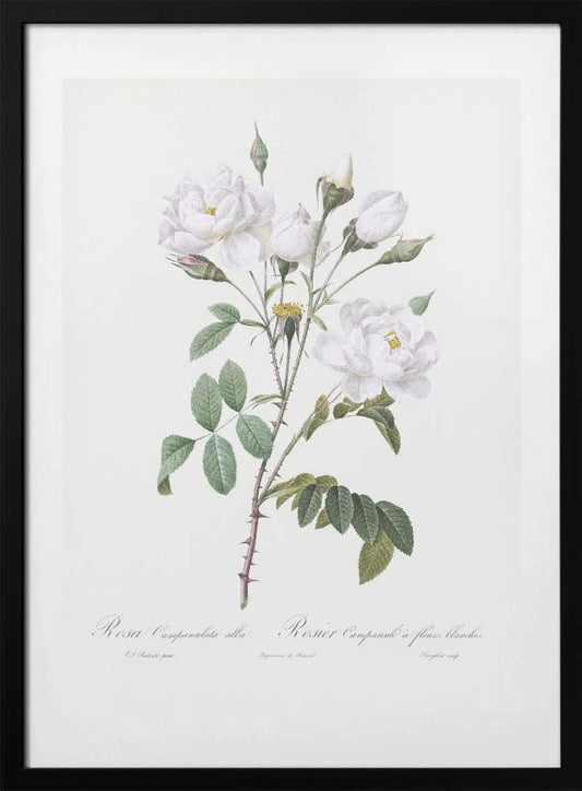 Rosa Gallica Pontiana, Les Roses (1817–1824) - Art Print by Pierre-Joseph Redoute
