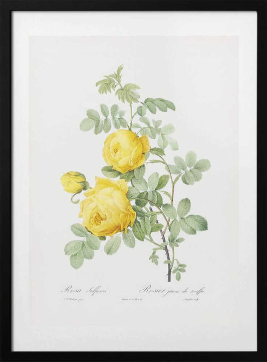 Rosa Hemisphaerica, Les Roses (1817–1824) - Art Print by Pierre-Joseph Redoute