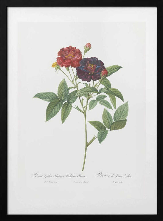 Rose of Van Eeden, Les Roses (1817–1824) - Art Print by Pierre-Joseph Redoute