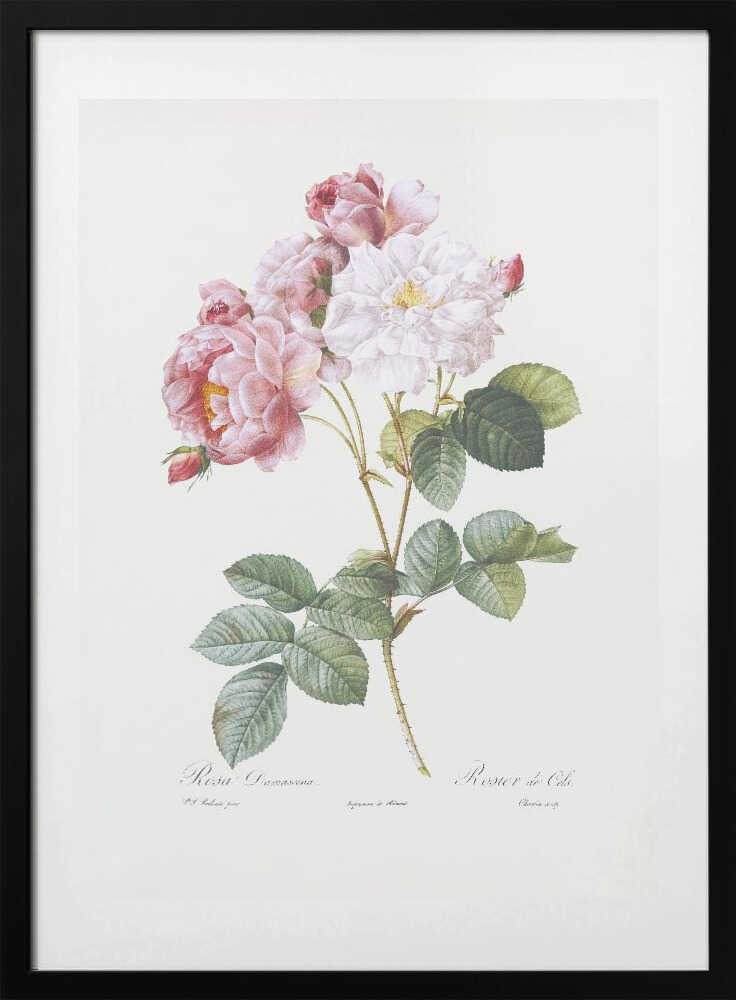 Rosebush, Les Roses (1817–1824) - Art Print by Pierre-Joseph Redoute