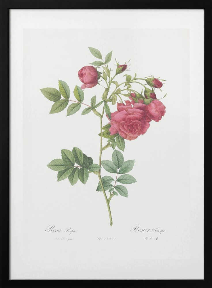 Turnip Roses, Les Roses (1817–1824) - Art Print by Pierre-Joseph Redoute