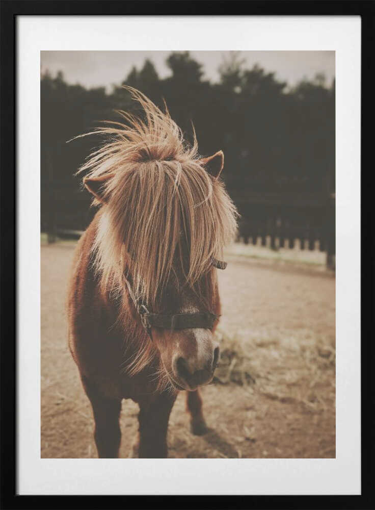 Pony with a Shaggy Mane - Art Print by Javier Pardina