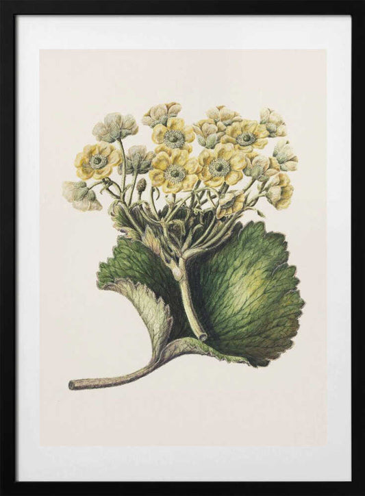 Korikor Drawn By Sarah Featon (1848–1927 - Art Print by Sarah Featon