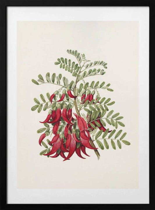Kowhai   Clianthus Puniceus Drawn By Sarah Featon (1848–1927) - Art Print by Sarah Featon