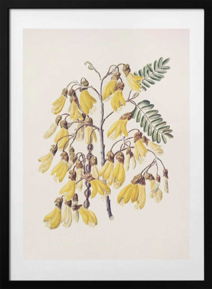Kowhai Drawn By Sarah Featon (1848–1927) - Art Print by Sarah Featon
