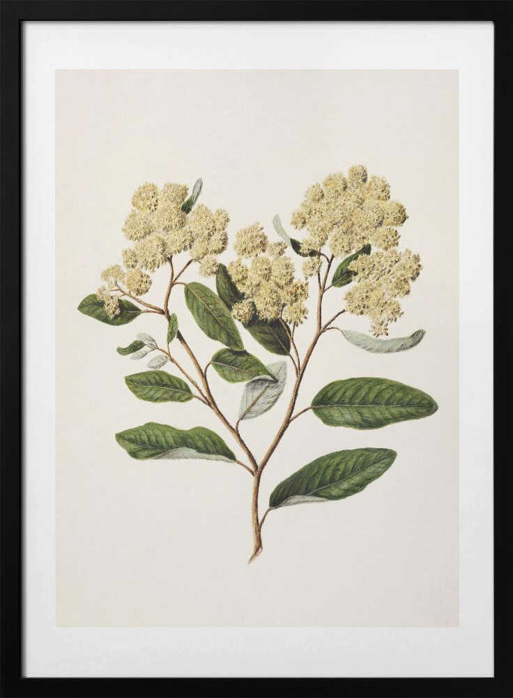Kumarahou Drawn By Sarah Featon (1848–1927 - Art Print by Sarah Featon