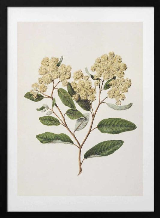 Kumarahou Drawn By Sarah Featon (1848–1927 - Art Print by Sarah Featon