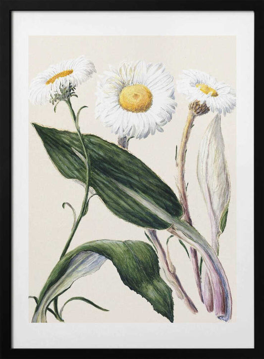 New Zealand Mountain Daisies Drawn By Sarah Featon (1848–1927 - Art Print by Sarah Featon