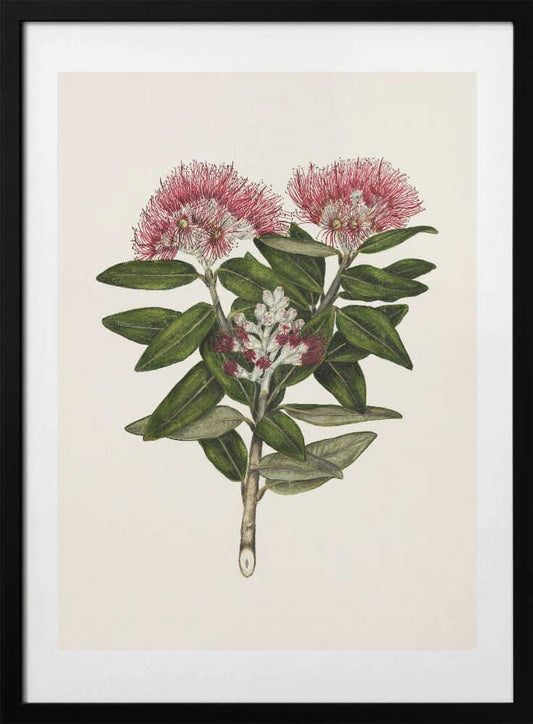 Pohutukawa   Metrosideros Tomentosa Drawn By Sarah Featon (1848–1927) - Art Print by Sarah Featon