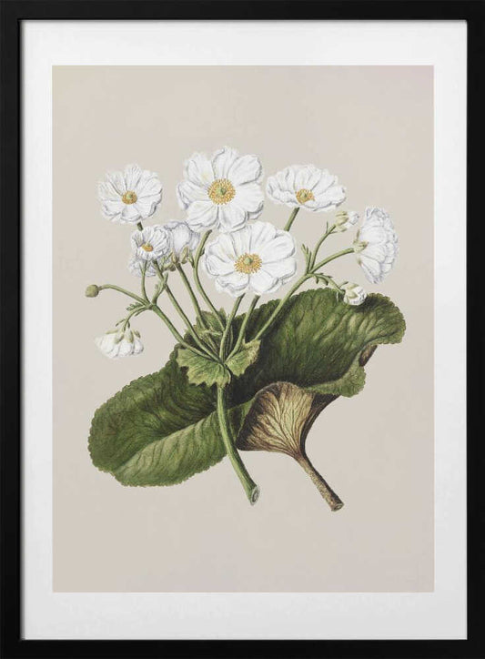 The Mountain Lily Drawn By Sarah Featon (1848–1927) - Art Print by Sarah Featon