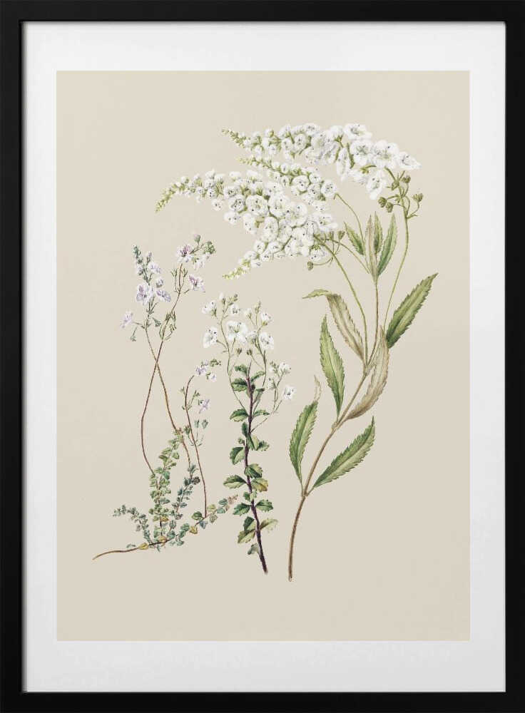 Veronica Drawn By Sarah Featon (1848–1927) - Art Print by Sarah Featon