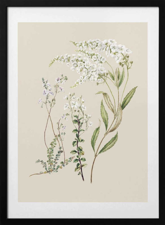 Veronica Drawn By Sarah Featon (1848–1927) - Art Print by Sarah Featon
