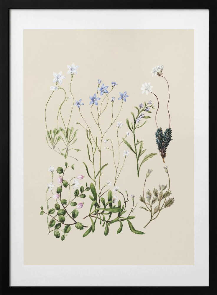 Wahlenbergias Drawn - Art Print by Sarah Featon