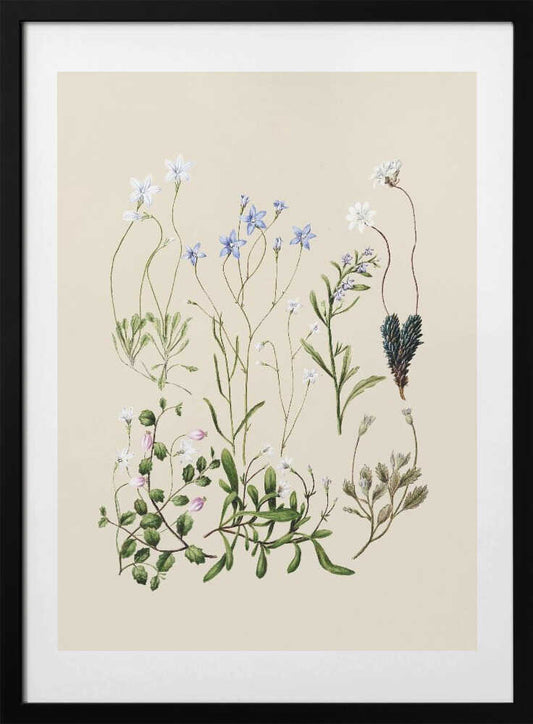 Wahlenbergias Drawn - Art Print by Sarah Featon