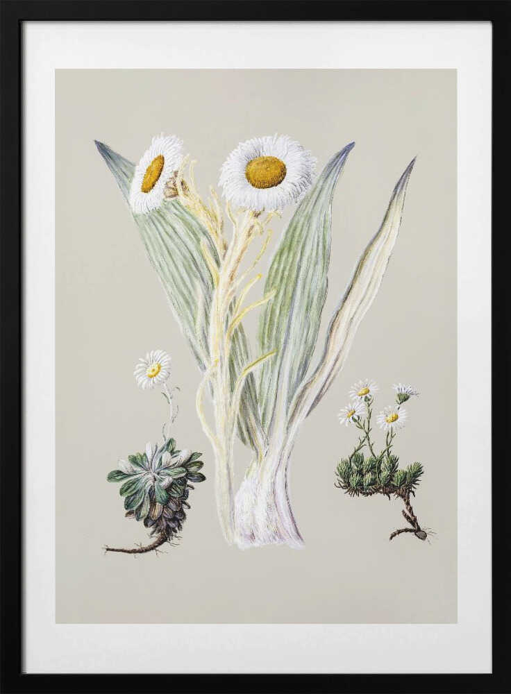 White Mountain Musk Drawn By Sarah Featon (1848–1927) - Art Print by Sarah Featon